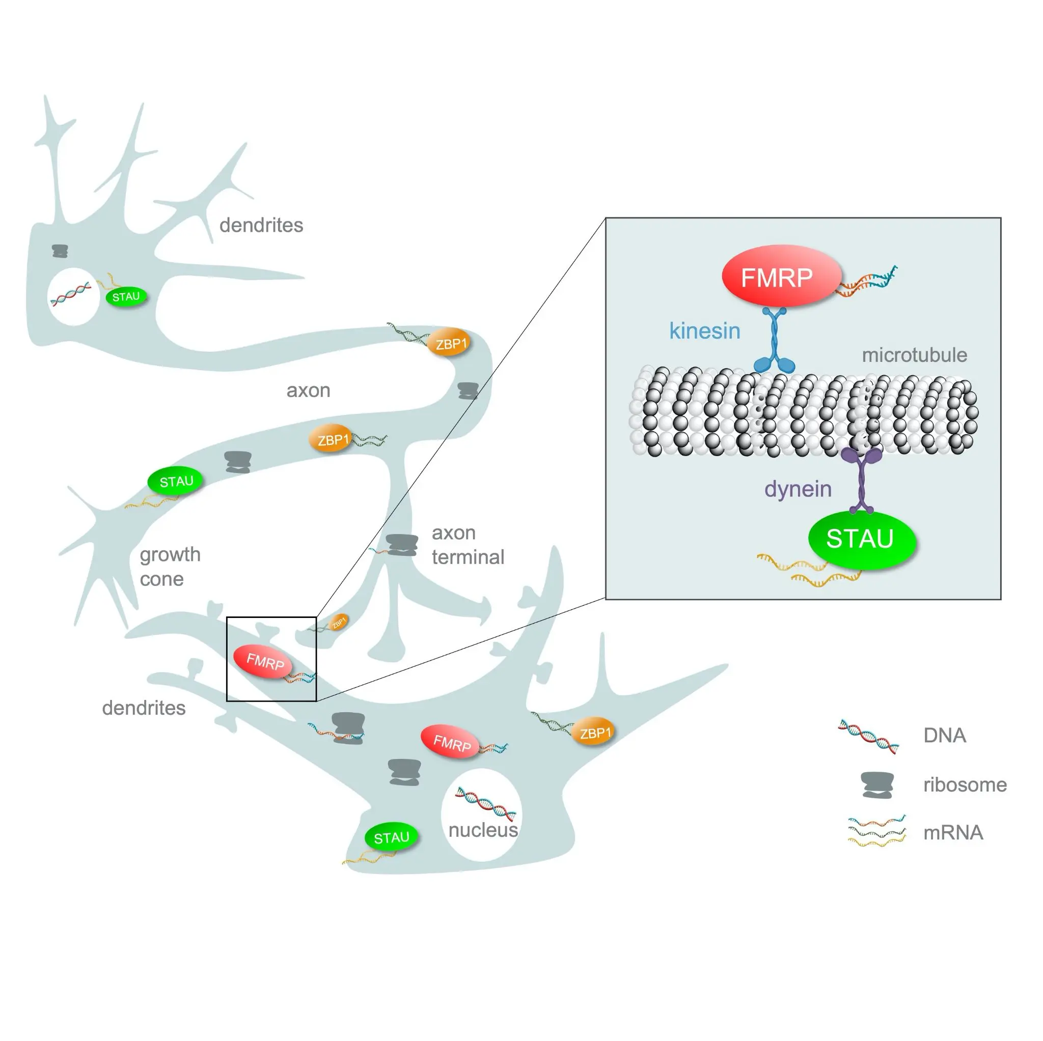 /diagrams/01.webp